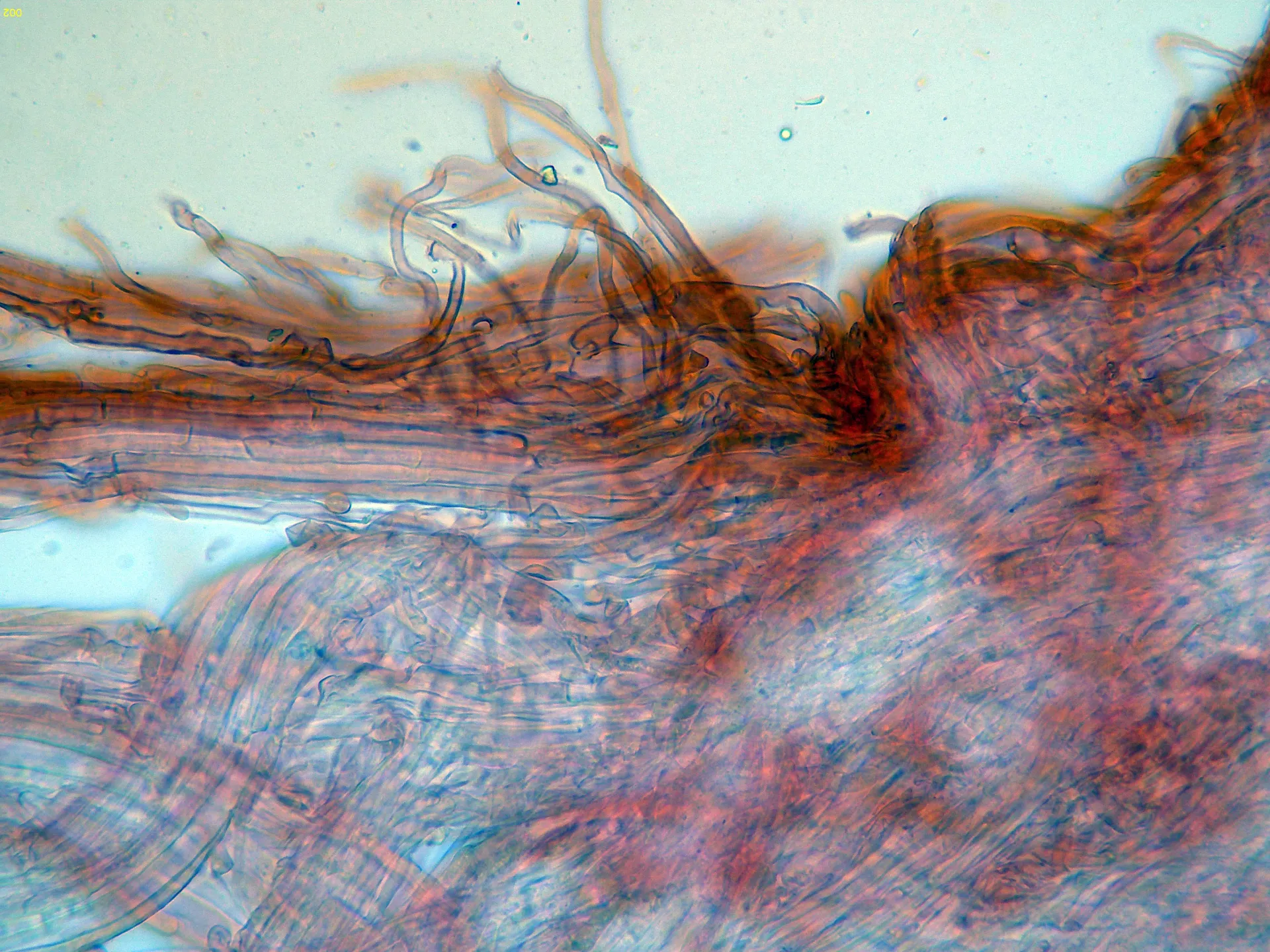 Microscopía de Mycetinis scorodonius - 10 - Estipitipellis x 400-002
